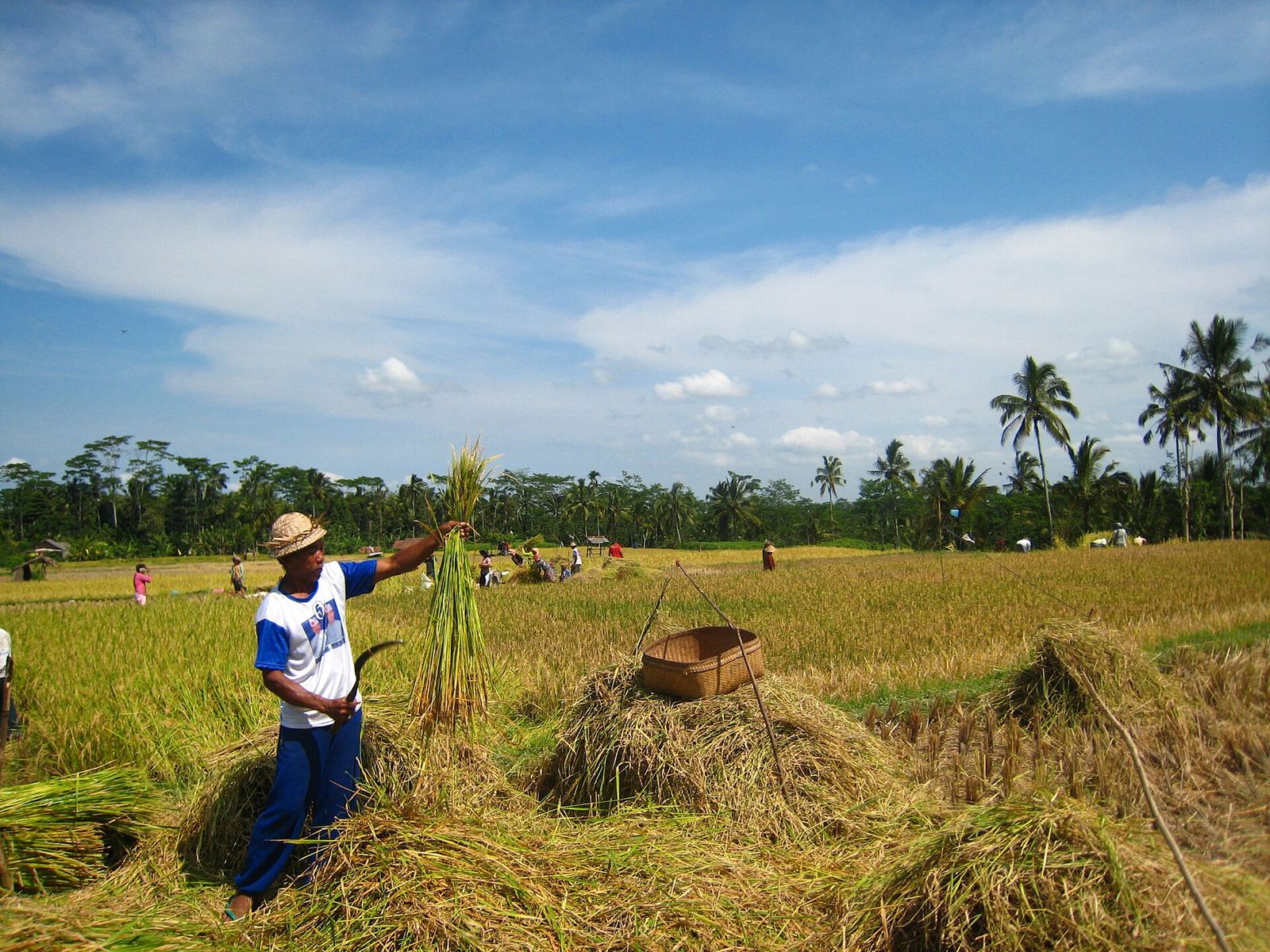 Rice harvest in Bali during the September and October shoulder season