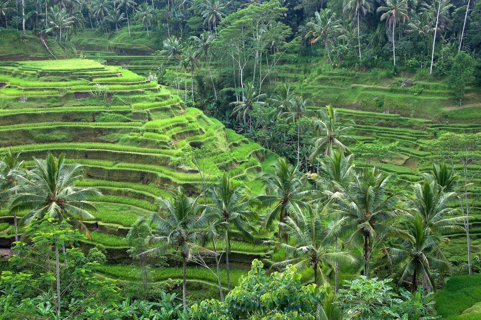 Green rice terraces in Ubud Bali after the rainy season