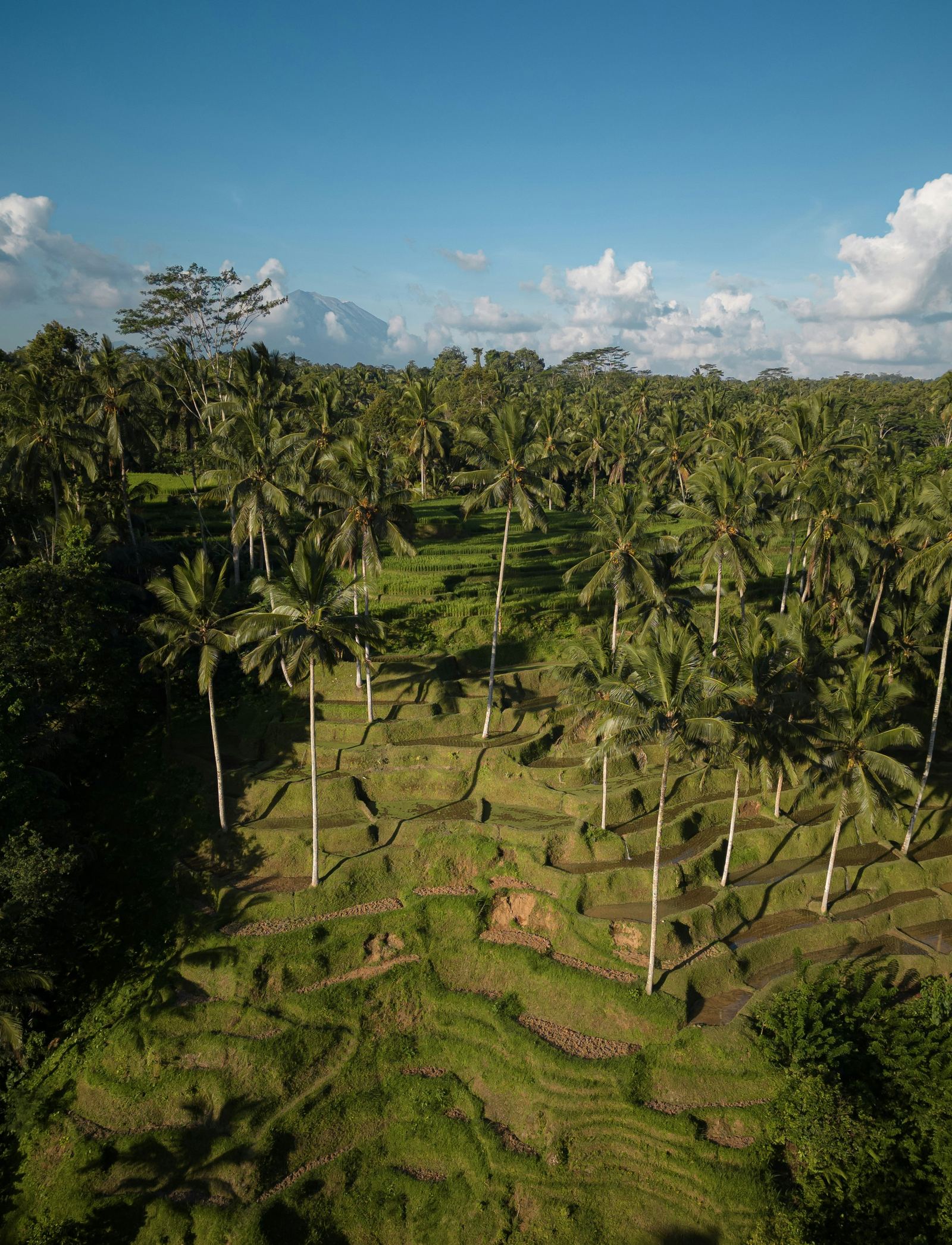 Palm trees and rice terraces around Ubud in Bali
