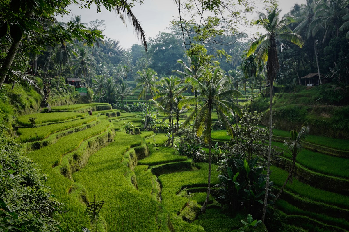 Ubud rice terraces in Bali